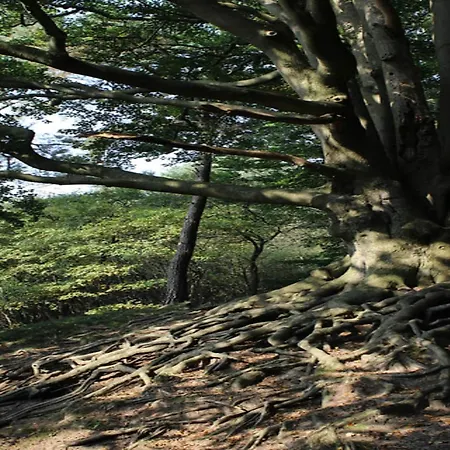 In Veluwe Near National Park * Вортхёйзен