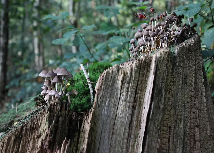 In Veluwe Near National Park *