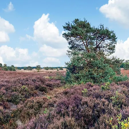 In Veluwe Near National Park 福尔特赫伊曾