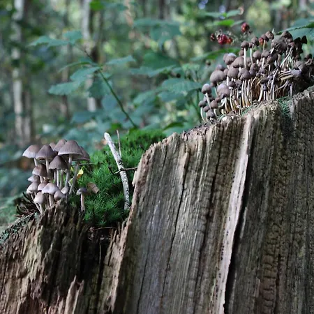 In Veluwe Near National Park *